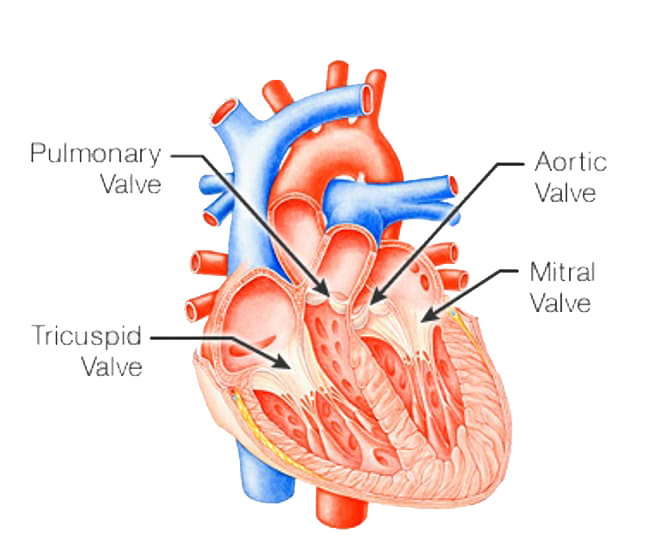 Best Valve Replacement Surgeon in Mumbai | Double heart valve ...